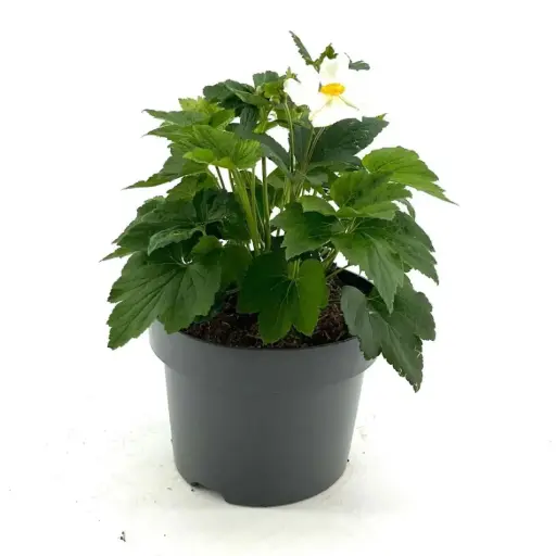 [0999005] Anemone japonica Alando BLANC Pot P19 cm 