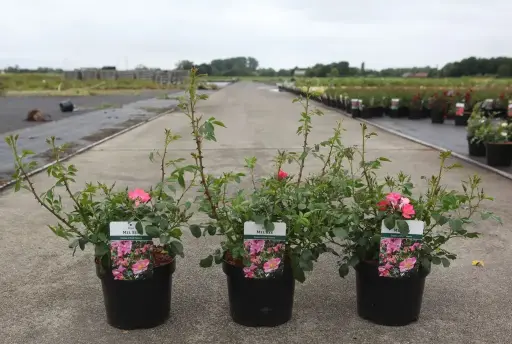 [0999015] Rosier Mel Bee  Pot C3.6L 
