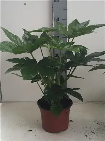 [0999022] Fatsia japonica 60 80 cm Pot P17 cm 