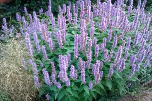 [0999076] Agastache Blue Fortune C2