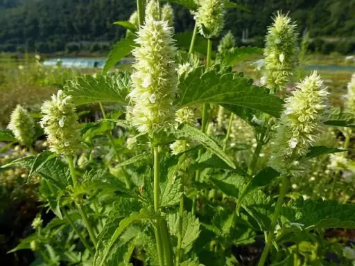 [0999078] Agastache rugosa Alabster C2