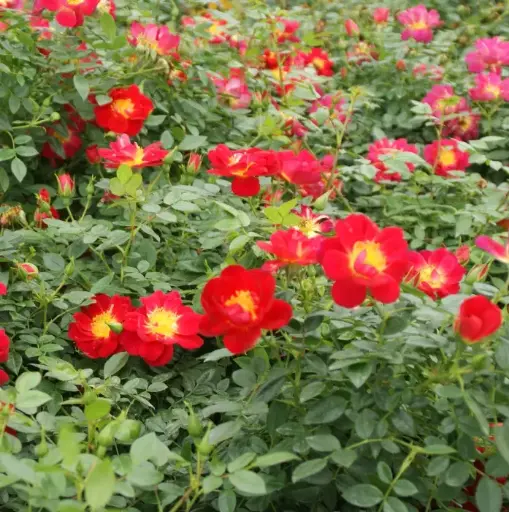 [0999082] Rosier Bijenveelde Light Red Pot P17 cm