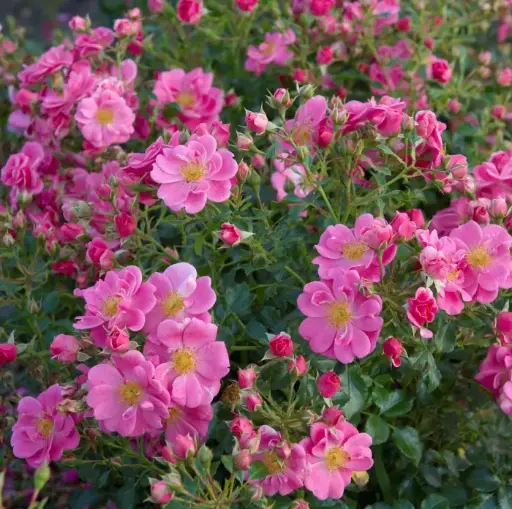 [0999084] Rosier Bijenveelde Pink Pot P17 cm