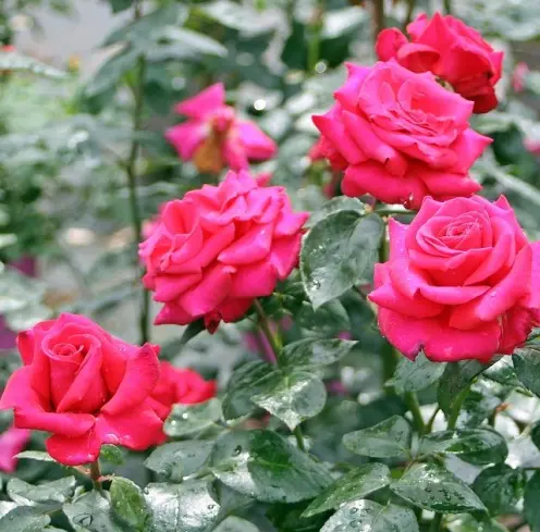 [0999092] Rosier Hot Lady Pot C5Litres ** Parfumé **