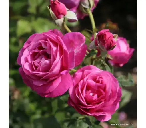 [0999094] Rosier Carmen Wurth Pot C6Litres ** Très Parfumé ** 