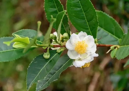 [0999110] Camellia sinensis (Theier) 5 ans Pot C75Litres - véritable arbre à thé 