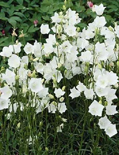 [0999194] Campanula Takion White Pot P17 