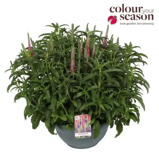 [0999222] Veronica spicata Anniversary Rose XXL Pot P30 cm 
