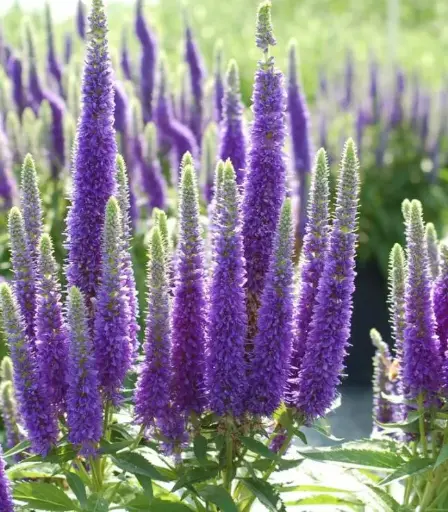[0999224] Veronica spicata Royal Candles Pot P17 cm