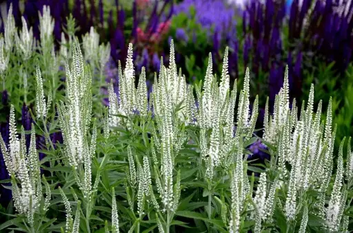 [0999226] Veronica spicata Royal Candles Snow Pot P17 cm