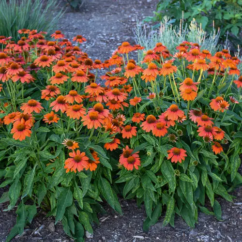 [0999230] Echinacea Sombrero Adobe Orange P17 