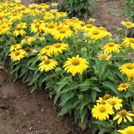 [0999232] Echinacea Sombrero Lemon Jaune P17  