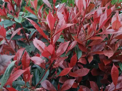 [0999249] Photinia fraseri Carré rouge 40 60 Pot C3/P19 cm ** Plus compact, moins de taille ** 