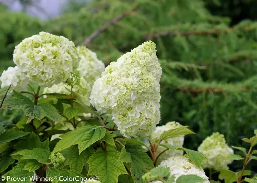 [0999299] Hydrangea quercifolia Gatsby Moon Pot C3L **Original ** 