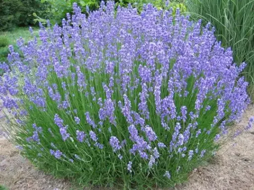 [0999301] Lavandula intermedia Dutch Pot P9 cm