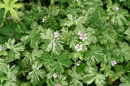 [0999324] Geranium yoshinoi Confetti Pot C2