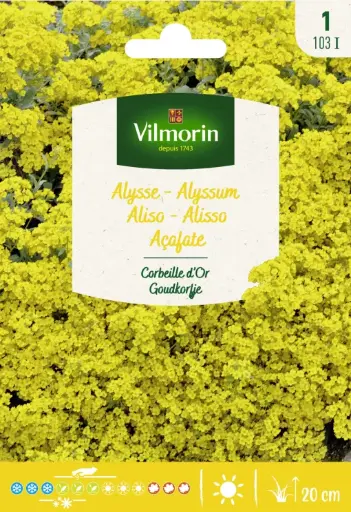 [0999348] Alysse Corbeille D´Or (Vilm) 