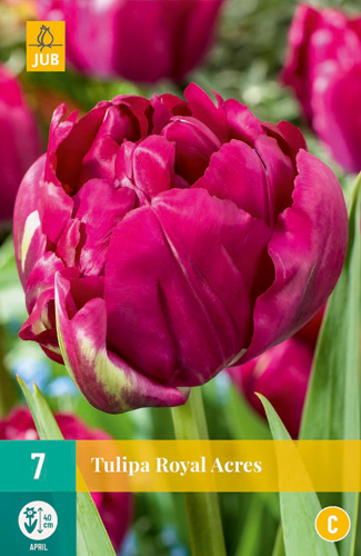 [0999356] Tulipe Royal Acres 7 pc