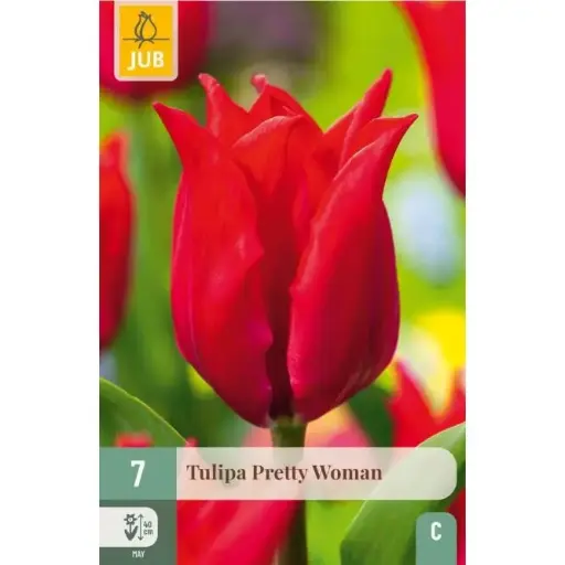 [0999375] Tulipe Pretty Women * 7 pc cal.11/12 