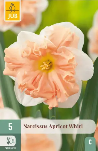 [0999393] Narcisse Apricot Whirl  * 5 pc cal.12/14 