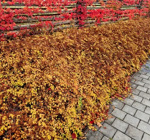 [0999440] Stephanandra incisa Crispa Pot C1.5Litres - Excellent couvre-sol *** Remise à partir de 30 plantes **