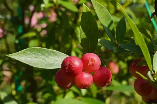 [0999607] Vaccinium Pink Berry Pot P18 ** Myrtillier mi-saison ** 