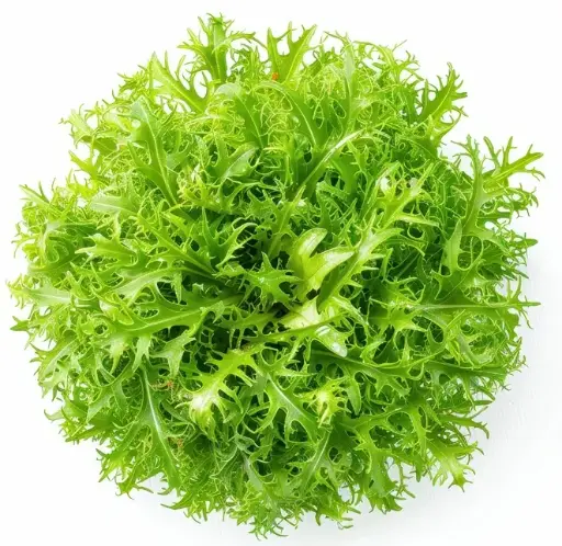 [0999613] Barquette 6 scarole frisée fine maraichère- jeunes plants à repiquer 