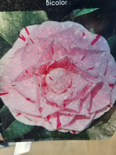 [0999640] Camellia japonica Daikagura (bicolore) Pot 19