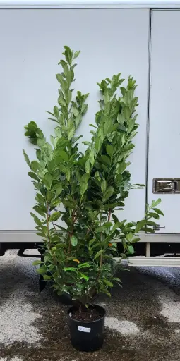 [0999646] Prunus laur. Rotundifolia 175 200 FORT XTRA Pot *** Remise importante à partir de 10 plantes ** 