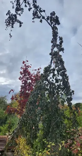 [0999648] Fagus sylvatica Purpurea Pendula 600 800 cm Haute Tige 30 40 - Hêtre pourpre.** Pièce exceptionnelle ** 