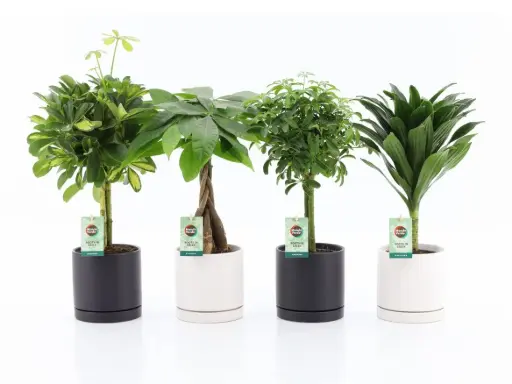 [0999658] Plantes Vertes avec cache pot P14 cm