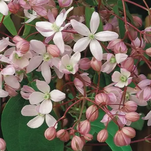[0999687] Clematis armandii Hendersonii Rubra Pot P16-C2L ** Clématite très parfumée à feuil. persistant **