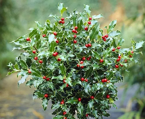 [0999707] Ilex meserveae Blue Maid boule D25 cm Pot P24 cm - Houx 