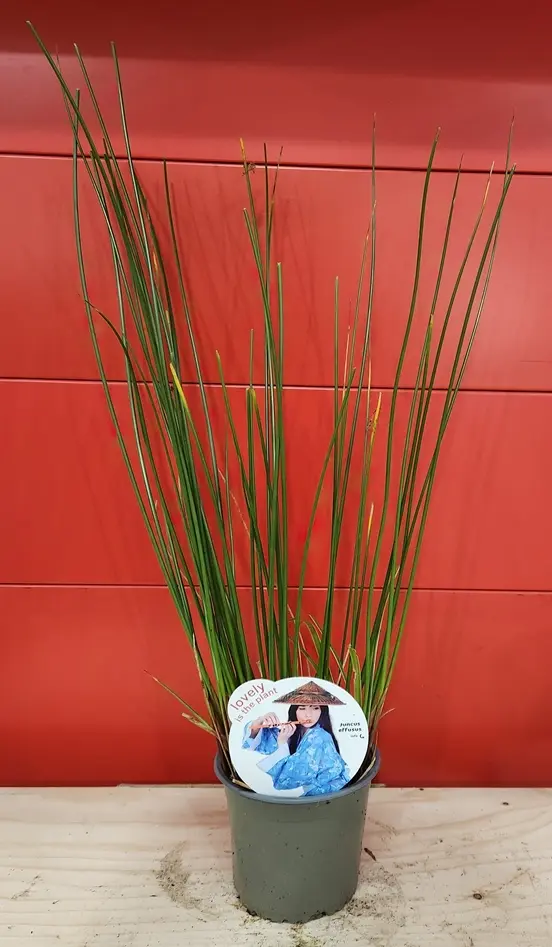 Juncus inflexus Pot P14 cm | Central Jardin