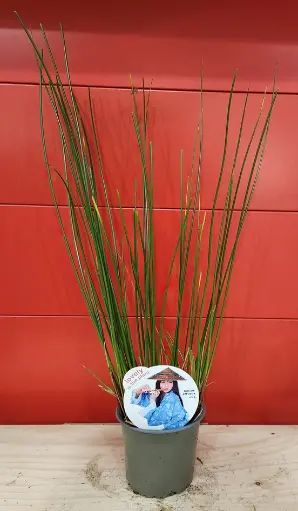 [0999719] Juncus inflexus Pot P14 cm