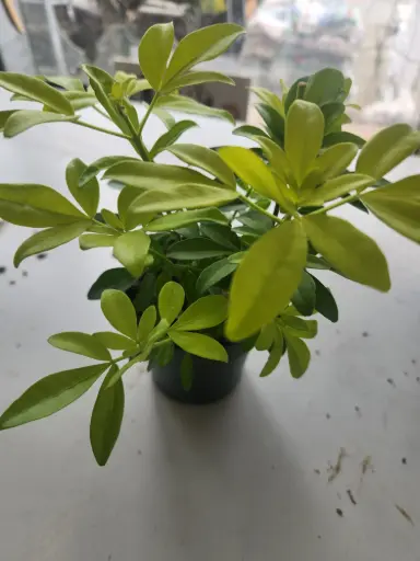 [0999735] Choisya ternata Sundance (Brica)  Pot P10