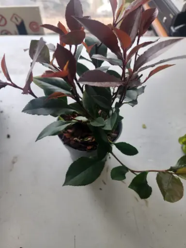 [0999737] Photinia fraseri Red Robin Pot 10