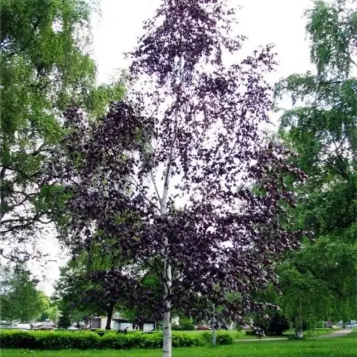 [0999757] Betula pendula Purpurea 500 600 cm Pot - bouleau poupre.