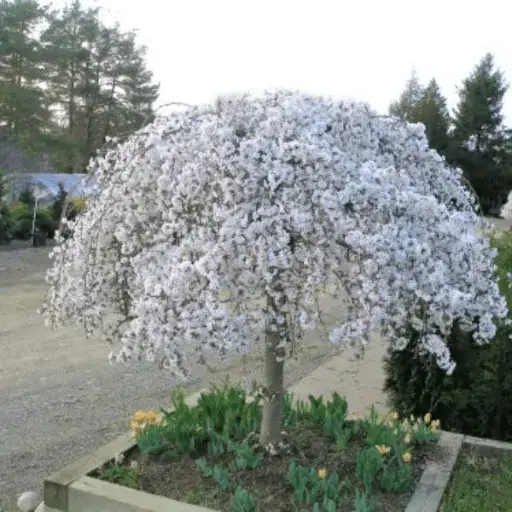 [0999764] Prunus Snow Fountains Snofozam Demi Tige Tronc +/- 120 cm Pot C12 - Cerisier du Japon blanc pleureur.