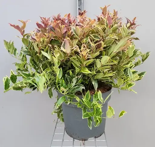 [0999782] Leucothoe axilaris Firestar Pot P27 cm 