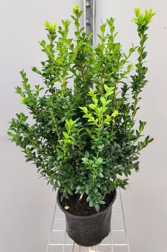[0999786] Buxus sempervirens 40 50 cm Pot -Buis