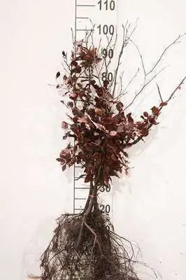 [0999806] Fagus sylvatica 060 080 JPL RN - Hêtre vert en racines nues. *** Remise importante à partir de 10 plantes **