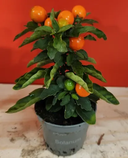 [0999814] Solanum Thorino Pot P6 ** Pomme d´amour (non comestible) **