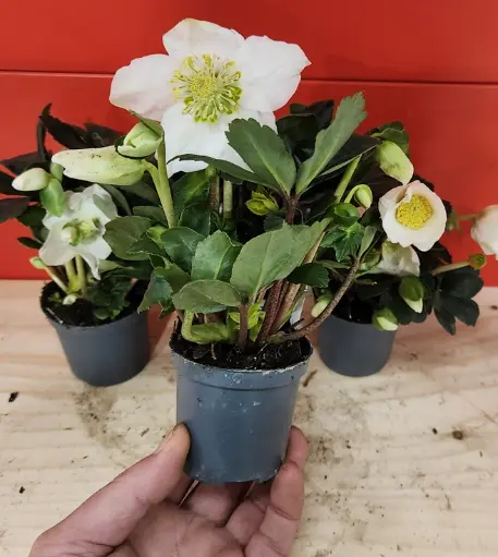 [0999816] Helleborus niger Christmas Carol Pot P7cm mini - Rose de Noël vivace