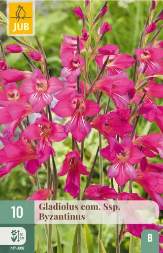 [0999838] Gladiolus com. Byzantinus * 10pc cal. 6/+. - Glaïeul de Byzance