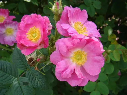 [0999845] Rosier Rosa rubiginosa (= eglanteria) JPL RN *** Remise importante à partir de 10 plantes **