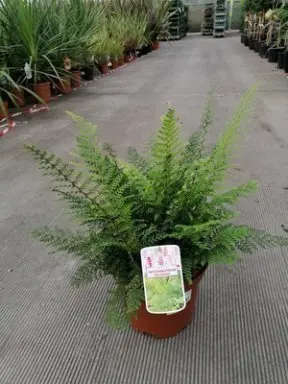 [0999877] Polystichum setiferum Herrenhausen XL Pot 7.5 - Fougère