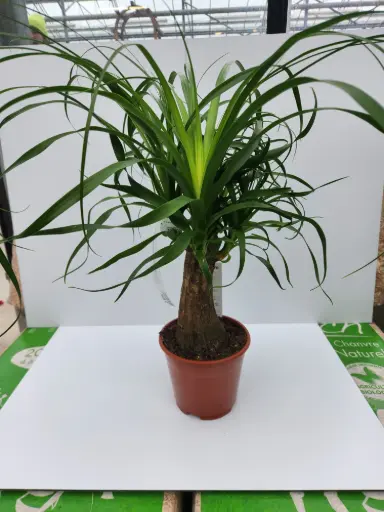 [0999888] Beaucarnea P14