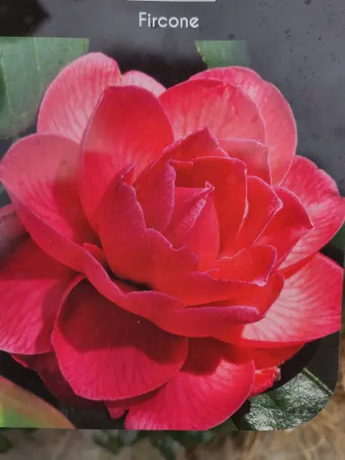 [0999902] Camellia japonica Fircone Pot C15Litres 100+ 