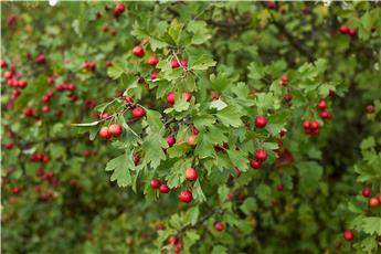 [0999904] Crataegus monogyna buisson XL 125 150 Pot ** Aubépine blanche **